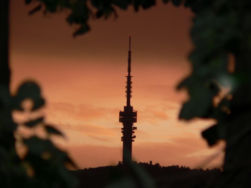 Rosmarinus * Pécs